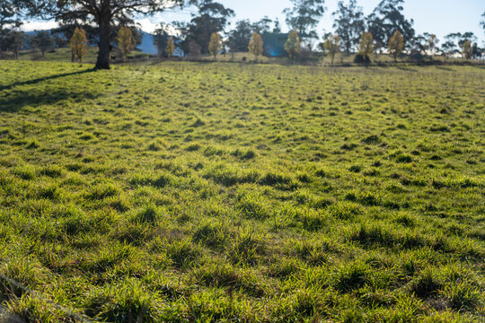 Sunlit green pasture grass in a rural Australian paddock with distant mountains in australia