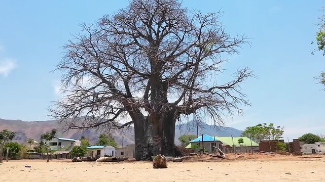 Enormous leafless baobab tree towers above Usisya village in Malawi, with sandy ground, traditional wooden canoes and village homes below.