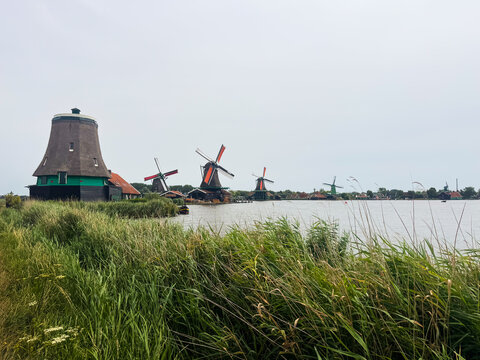 View of traditional Dutch windmills along the Zaan river with lush green reeds in the foreground in Zaandam, North Holland, Netherlands.
