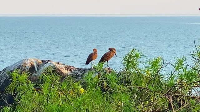 Two cormorants groom their feathers while perched together on a rock, framed by lush greenery with beautiful blue water in the background.