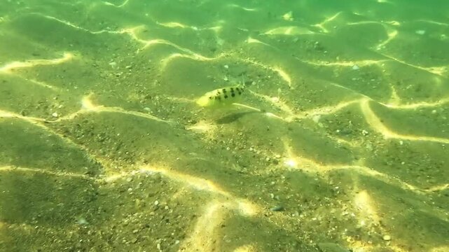 Underwater view of a yellow spotted mother cichlid gathering a school of baby fish into her mouth for protection over the sandy bottom of Lake Malawi.