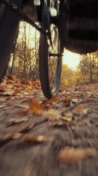 Cyclist rides a bicycle along a forest dirt trail blanketed with fallen leaves, surrounded by trees under warm autumn-evening light, depicting a cycling sports activity in a natural, tranquil setting