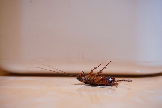 A cockroach is upside down on the floor.