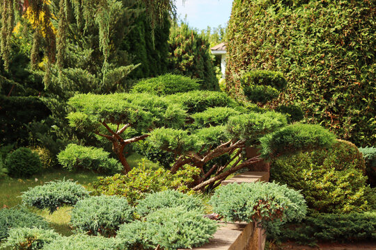 Elegant landscaped garden featuring a variety of meticulously shaped coniferous shrubs and niwaki style trees