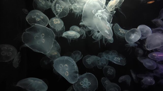 A group of translucent moon jellyfish drifting gracefully through dark water