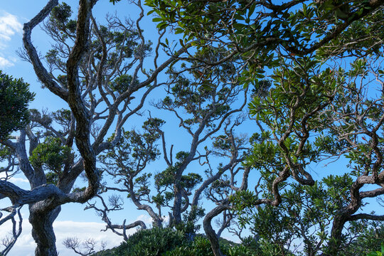 Tangled random pattern of pohutukawa tree on coastal edge in silhouette