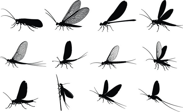 Black Mayfly Silhouette Collection Featuring Diverse Wing Shapes and Insect Poses for Nature and Entomology Designs