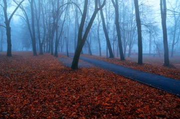 Fototapete Braun Autumn park alley landscape with Halloween mood - mysterious October park walkway, asphalt path cutting through fallen red leaves carpet in misty city  © syntheticmessiah