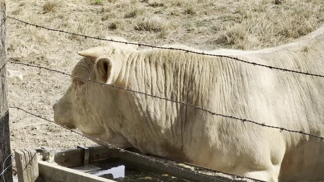 Charolais cattle drinking water and feeding at hay rack