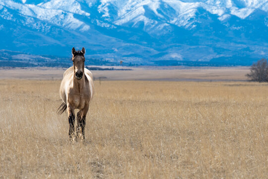 View of a horse standing in a dry grassy field with snow-capped mountains in the background in Torrey, Utah, United States.