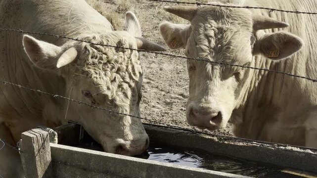 Charolais cattle drinking water and feeding at hay rack