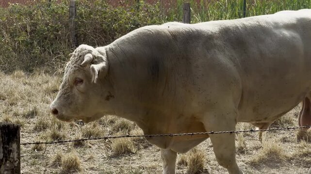 Charolais cattle drinking water and feeding at hay rack