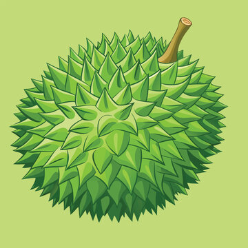 durian vector design illustration