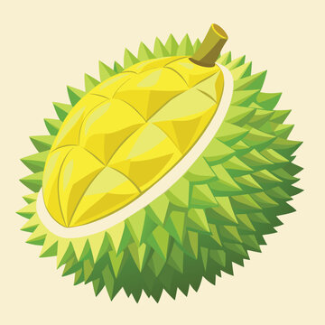 durian vector design illustration