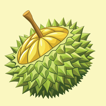 durian vector design illustration