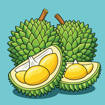 durian vector design illustration