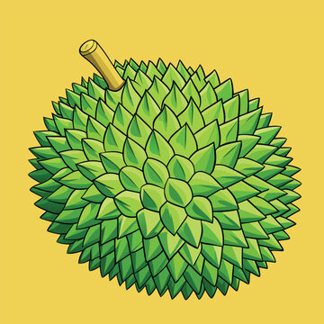 durian vector design illustration