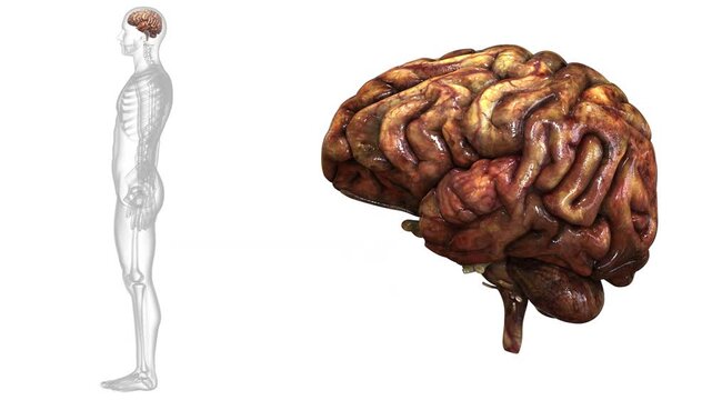 Central Organ of Human Nervous System Brain Anatomy Animation Concept