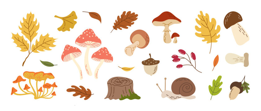 Autumn forest clipart collection featuring colorful mushrooms, oak leaves, acorns, berries, tree stump and snails in warm earthy tones, hand drawn for seasonal nature designs.