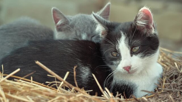 Two adorable domestic kittens resting peacefully together on pile of dry straw in daylight.