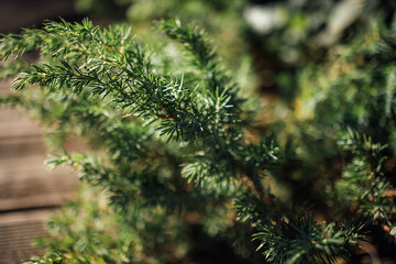Close-up view of green coniferous plant branches with needle-like leaves against a blurred natural background, showcasing detailed foliage and texture © Dasha Petrenko