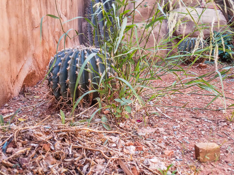 Round barrel cactus growing on reddish desert soil with wild green grasses and textured stone walls captured in natural bright lighting during a warm afternoon