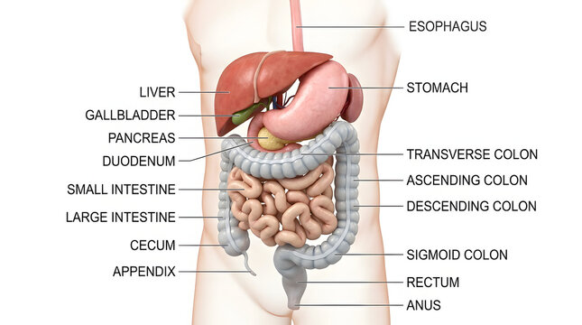 Detailed anatomical illustration of human digestive system with labels