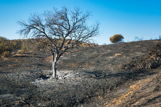Burned tree and scorched hillside after summer wildfires in Villa del Prado, Sierra Oeste de Madrid, Spain, August 2026.