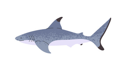 Fototapeta premium Great White shark is swimming in water. Underwater predator of Atlantic, Pacific, and North Oceans. Big undersea animal with fins. Sea life. Flat isolated vector illustration on white background