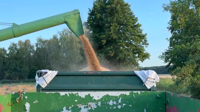 The combine harvester discharges grain from its hopper onto a trailer parked at the edge of the field via a long discharge arm. 4k video footage