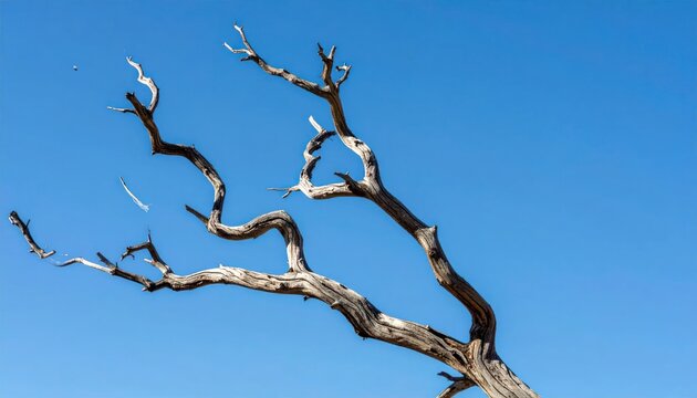 Bare dead tree branch against a clear blue sky