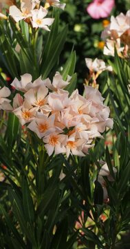 Laurier-rose 'Angiolo Pucci' (Nerium oleander) orn&eacute; de grappes de fleurs en corymbes &agrave; p&eacute;tales ivoire nuanc&eacute;s de rose au bout de rameaux couvert d'un feuillage dense et fusiforme vert fonc&eacute;
