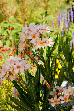(Nerium oleander) Laurier-rose 'Angiolo Pucci', cultivar &agrave; Fleurs group&eacute;es en cymes ivoire teint&eacute;es de rose, centre jaune vein&eacute; de rouge sur rameaux aux feuilles vertes, coriaces et allong&eacute;es 
