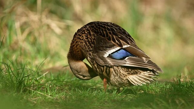 Female Mallard Walking On A Path In The Forest