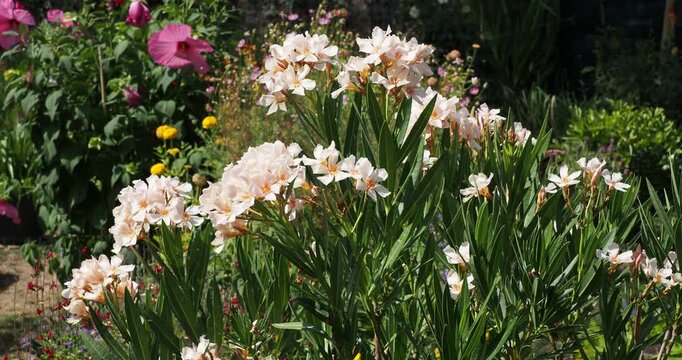 Laurier-rose 'Angiolo Pucci' , arbuste multitiges au port touffu et compact &agrave; floraison abondante jaune ivoire et saumon lumineux sur rameaux au feuillage allong&eacute;, coriace vert bleut&eacute; et cendr&eacute;