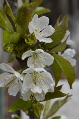 White Cherry Blossoms Among Young Green Leaves © Oleksandr