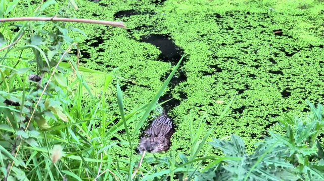 Water rat swimming through green algae-covered pond surrounded by lush grass and plants, showcasing natural habitat in a tranquil outdoor setting