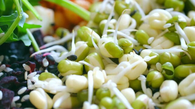 Macro close up fresh mung bean sprouts, arugula, beetroot, and chickpeas. Nutrient dense plant based ingredients for healthy clean eating diet. Fresh sprouts arugula beetroot chickpeas for healthy