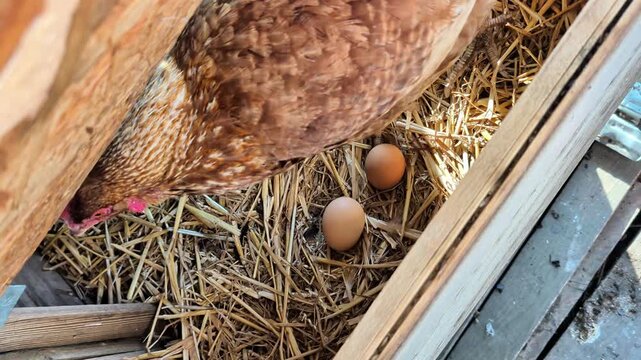 A hen is in a nesting box on a farm. Two fresh eggs are laid next to her. The setting is filled with straw. The morning sun shines softly inside the box.