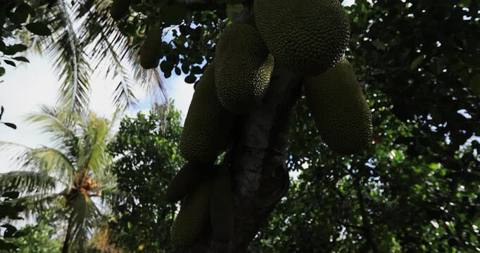 Green jackfruit grow on the Jack fruit tree