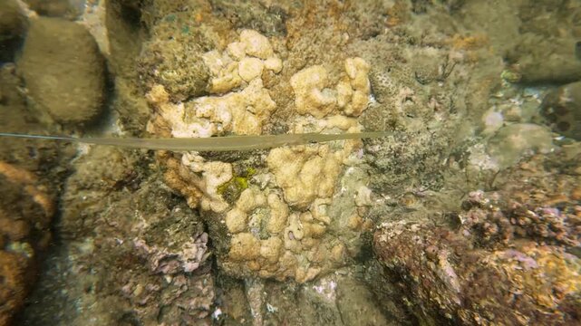 Smooth cornetfish Fistularia commersonii swimming above a coral reef near Hon Kho Island, Quy Nhon, Vietnam, in clear tropical seawater. Slender reef fish surrounded by natural marine life and