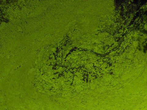 Aerial view of a vibrant green algae bloom covering the surface of a body of water with intricate organic patterns and swirling textures in Poland.