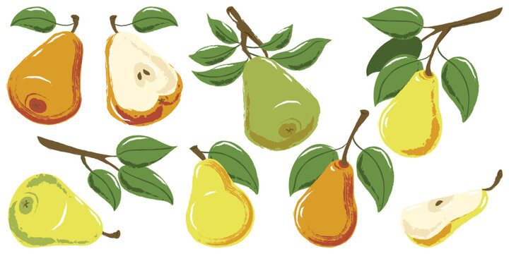 Vector watercolor pear fruits set. Hand drawn pears, slices, green leaves vintage isolated design elements