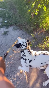 Dalmatian Dog Playing Tug Of War With Leash First Person View