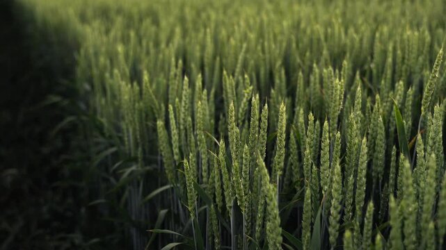 Green wheat field with young ears swaying in the wind during a summer evening agricultural landscape