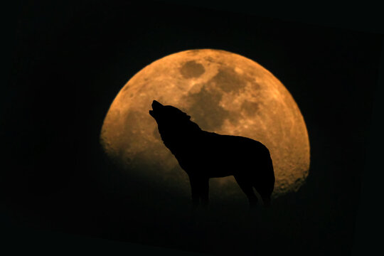 Silhouette of a wolf howling at a large full moon.