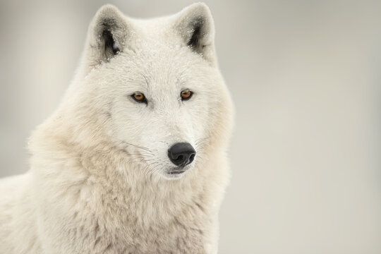 Beautiful close up portrait of white arctic wolf in winter.