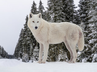 Naklejka premium Majestic white arctic wolf standing in winter snowy pine forest.