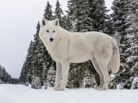 Majestic white arctic wolf standing in winter snowy pine forest.