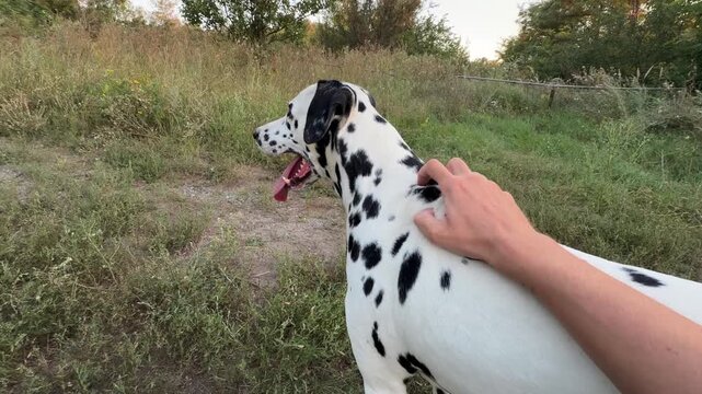 Human hand petting happy spotted Dalmatian dog standing on dirt path outdoors. Purebred pet panting with open mouth during outdoor walk in summer field. First person perspective POV.